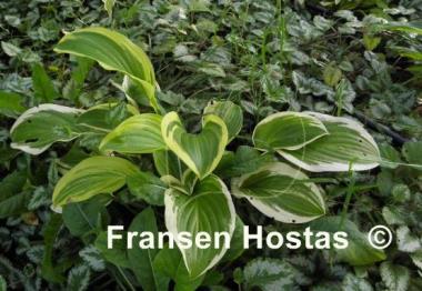 Hosta Iron Gate Supreme
