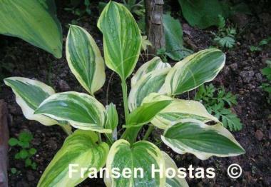 Hosta Iron Gate Supreme