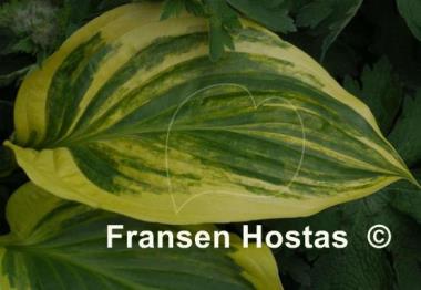 Hosta Iron Gate Supreme