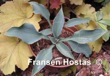 Hosta Iron Sky