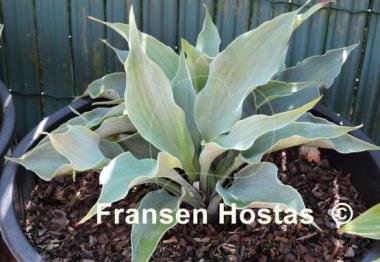 Hosta Iron Sky