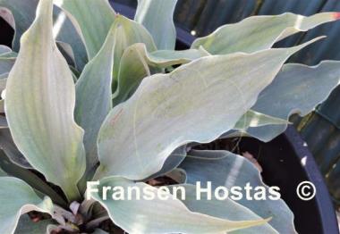 Hosta Iron Sky