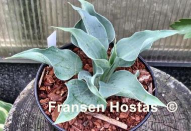 Hosta Iron Sky