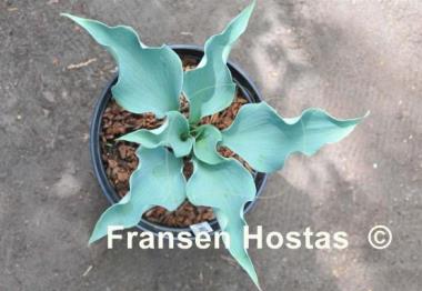 Hosta Iron Sky