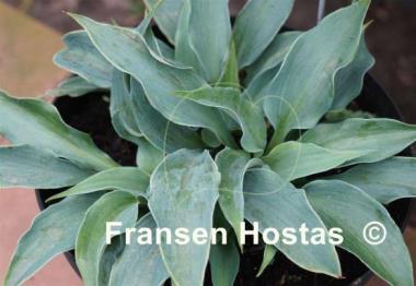 Hosta Iron Sky