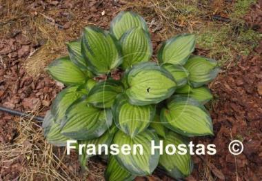 Hosta Island Breeze