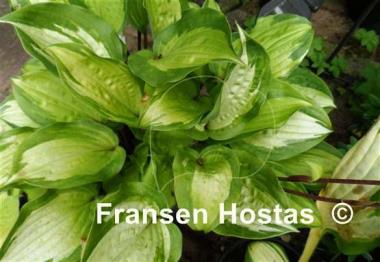 Hosta Island Breeze