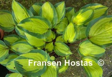 Hosta Island Breeze