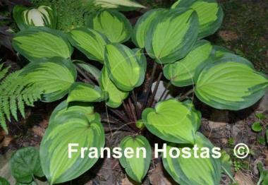 Hosta Island Breeze