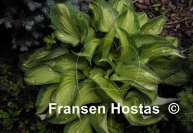 Hosta Island Charm