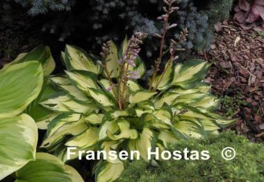 Hosta Island Charm
