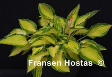 Hosta Island Charm