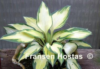 Hosta Island Charm