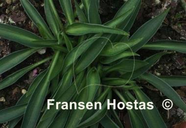 Hosta Itsy Bitsy Spider