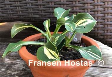 Hosta Itty Bitty