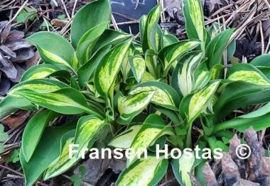Hosta Itty Bitty
