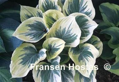 Hosta Ivory Coast