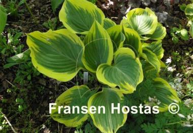 Hosta Ivory Coast