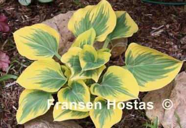 Hosta Ivory Coast