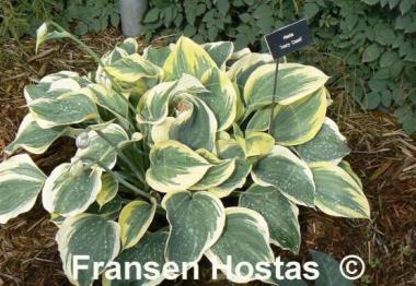 Hosta Ivory Coast