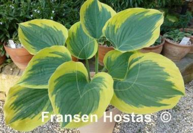 Hosta Ivory Coast