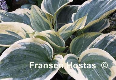 Hosta Ivory Coast