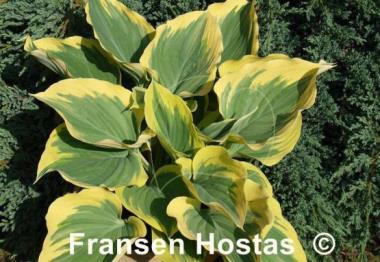 Hosta Ivory Coast