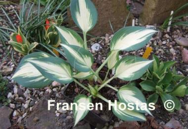 Hosta Ivory Queen