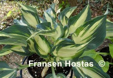 Hosta Ivory Queen