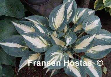 Hosta Ivory Queen