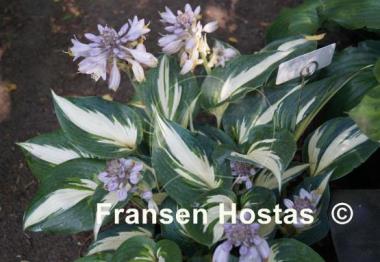 Hosta Ivory Queen