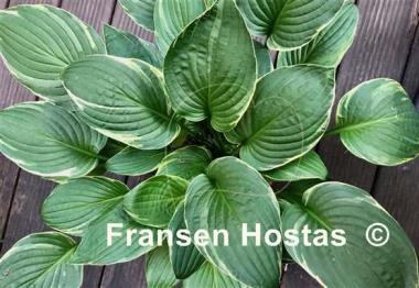 Hosta Ivy Parody