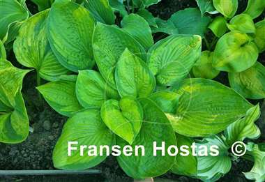 Hosta Jabulani