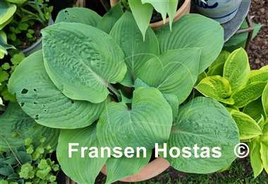 Hosta Jack Be Nimble