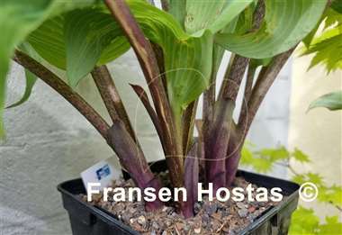 Hosta Jack Be Nimble