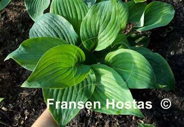 Hosta Jack Be Nimble