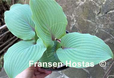 Hosta Jack Be Nimble