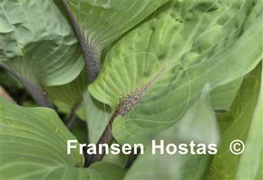 Hosta Jack Be Nimble