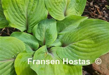 Hosta Jack Be Nimble