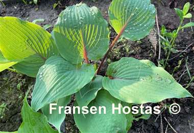 Hosta Jack Berry