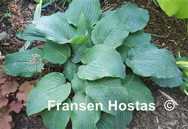 Hosta Jack Berry