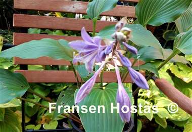 Hosta James A. Garfield