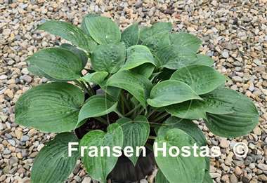 Hosta Jane's Blush