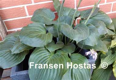 Hosta Jasmine