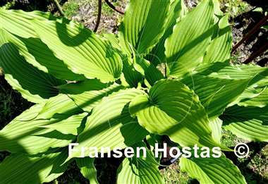Hosta Jaws