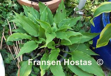 Hosta Jaws