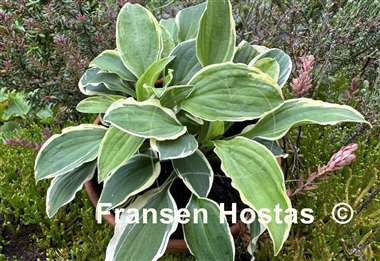 Hosta Jennifer Bailey