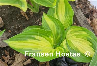 Hosta Jerry Landwehr