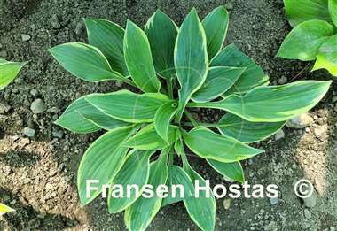 Hosta Jersey Highlights