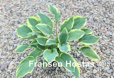 Hosta Jersey Highlights